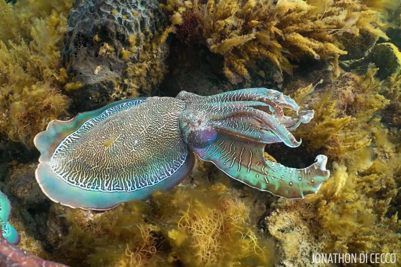 cuttlefish giant australian underwater