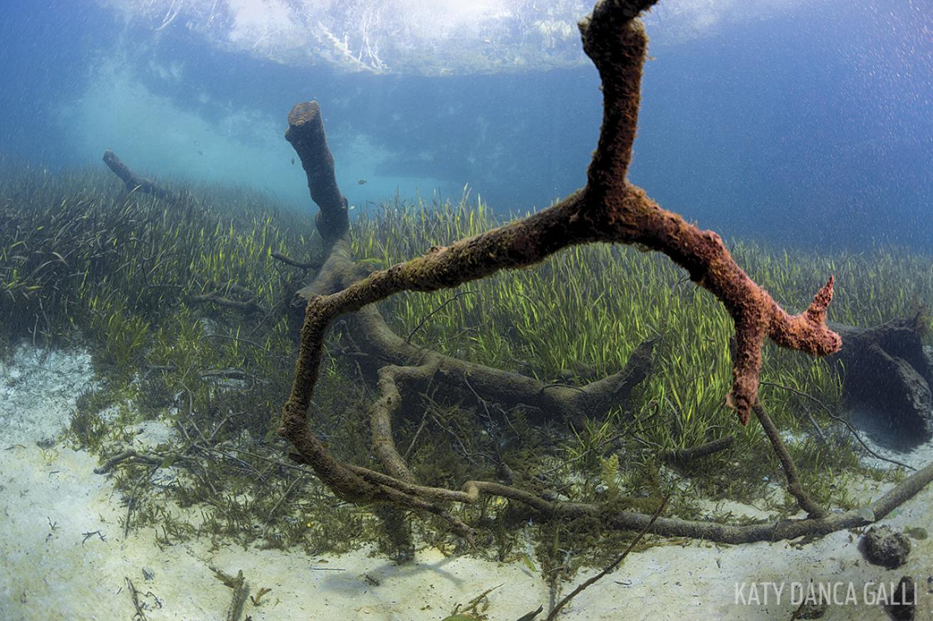 Dead trees scuba diving Rainbow River Florida