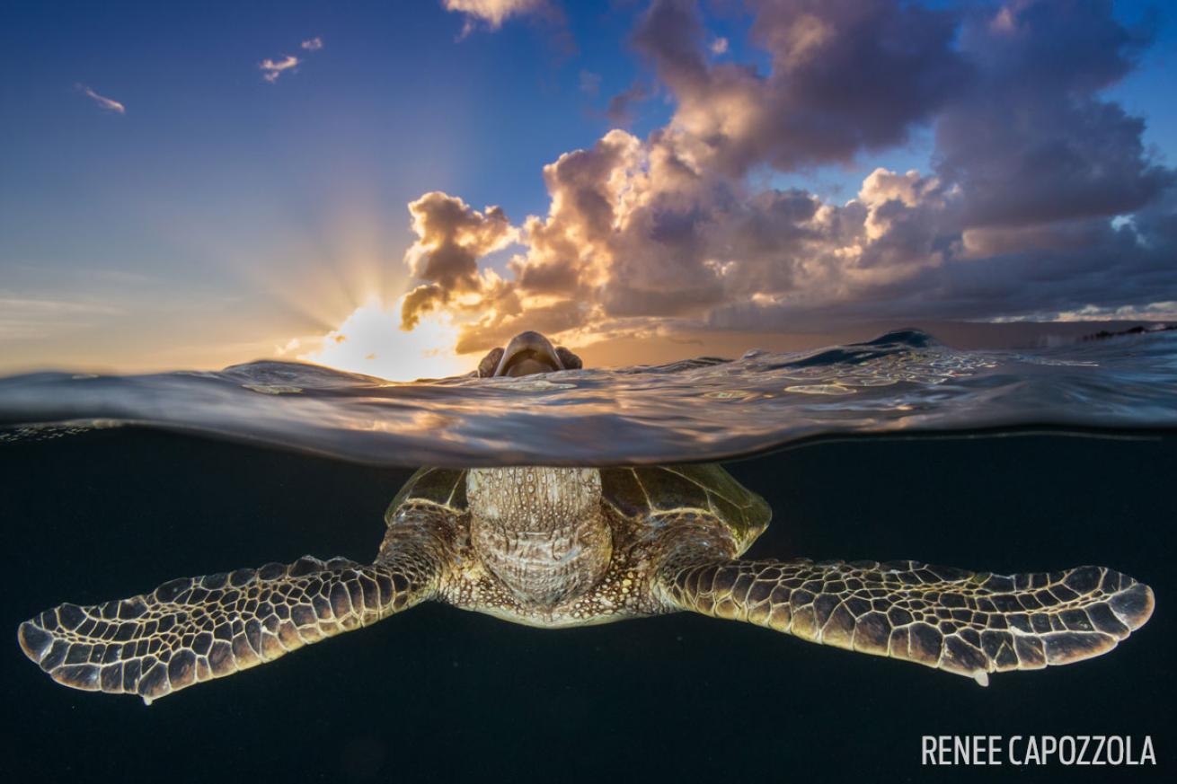 green sea turtle sunset