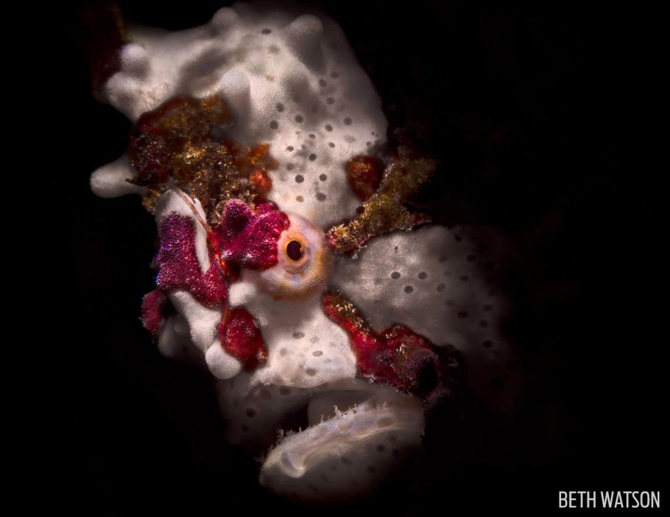 frogfish photography