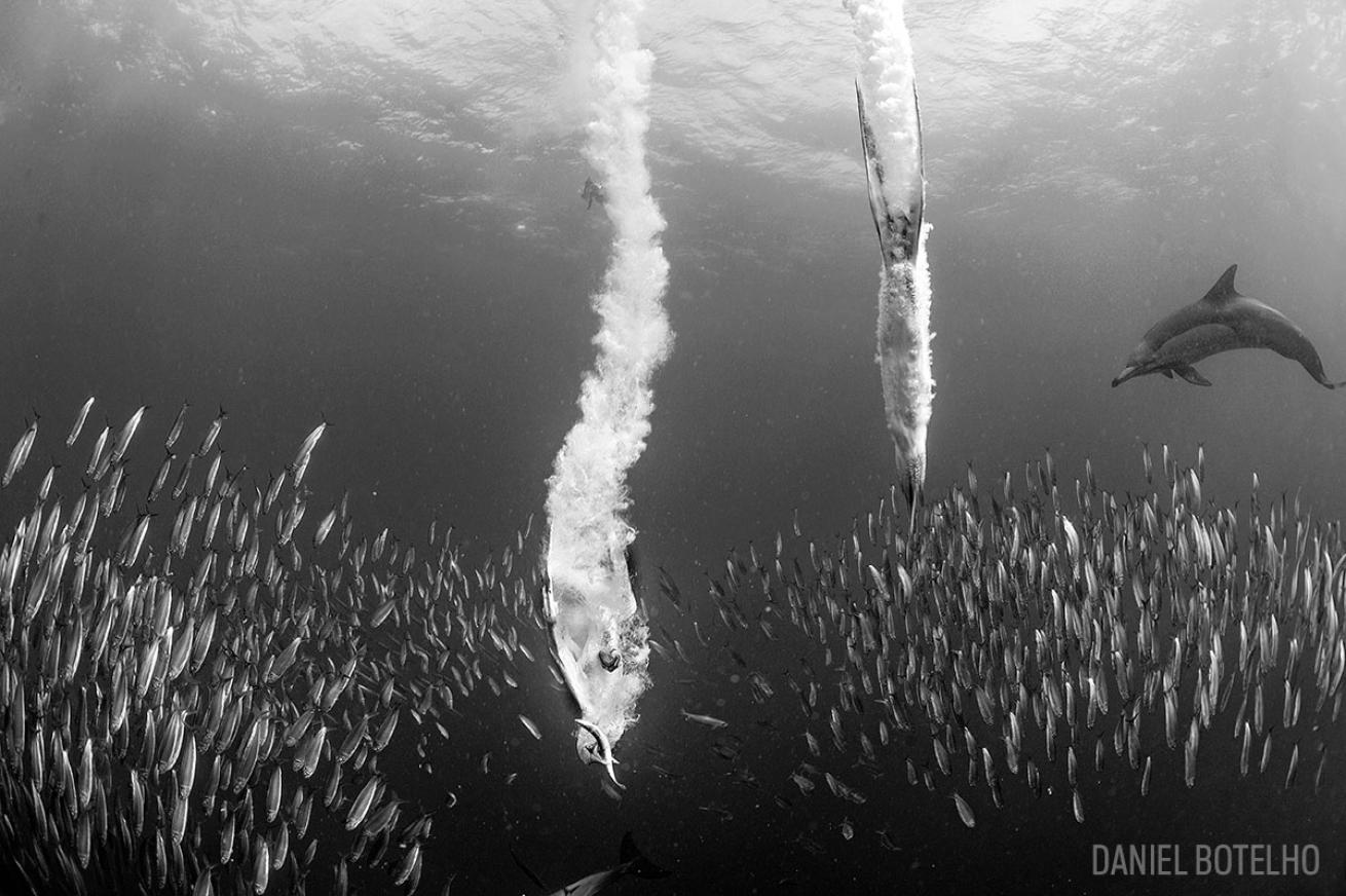 sardine run south africa 