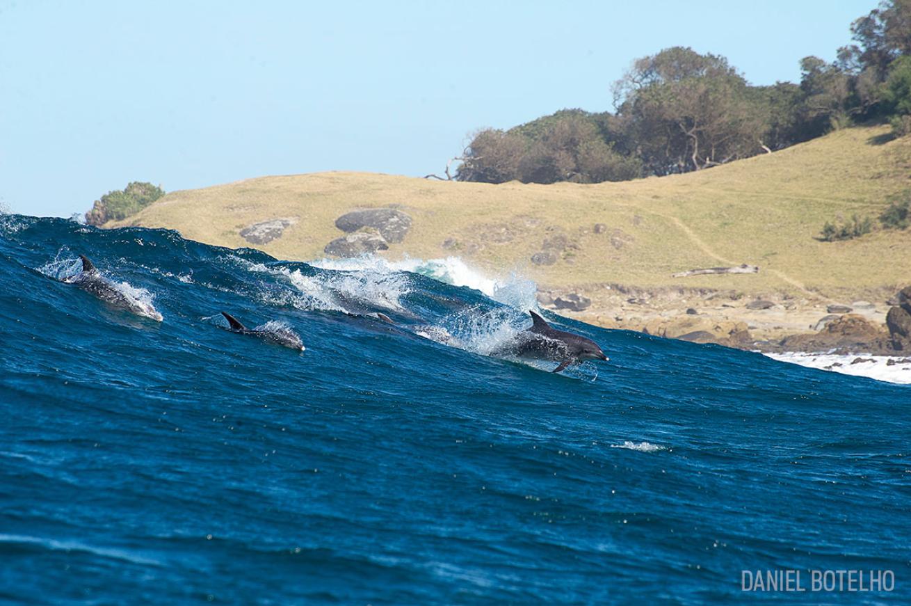 sardine run south africa dolphins