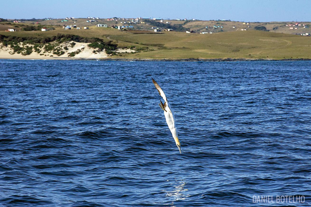 gannets in south africa