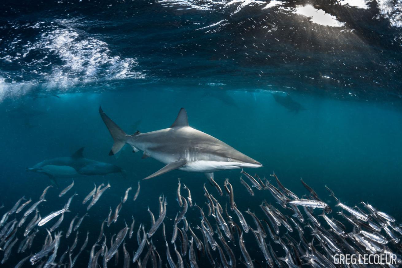 sardine run south africa scuba diving shark