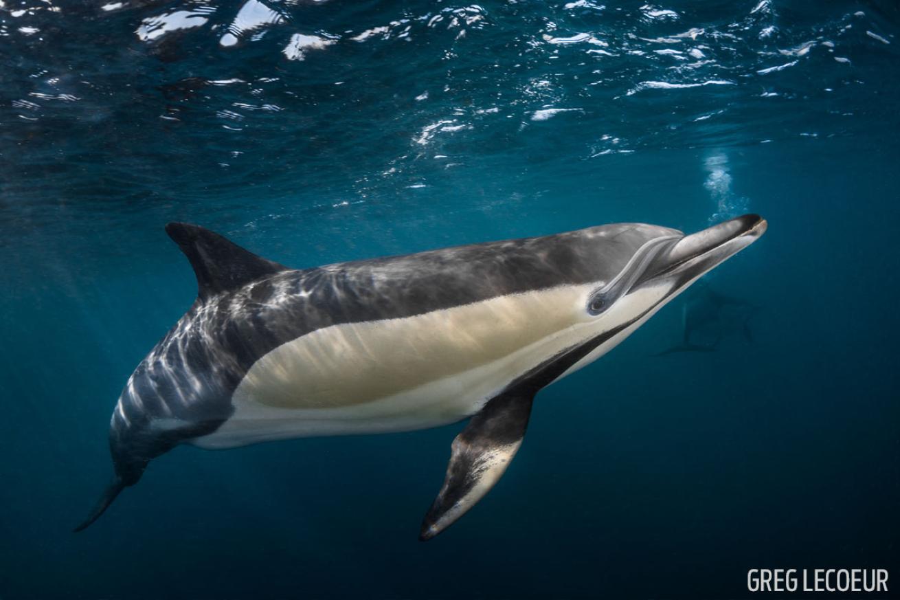 sardine run south africa dolphin scuba diving