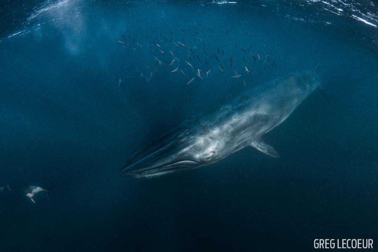 sardine run south africa whale