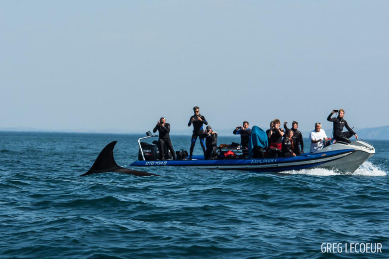 orca south africa sardine run