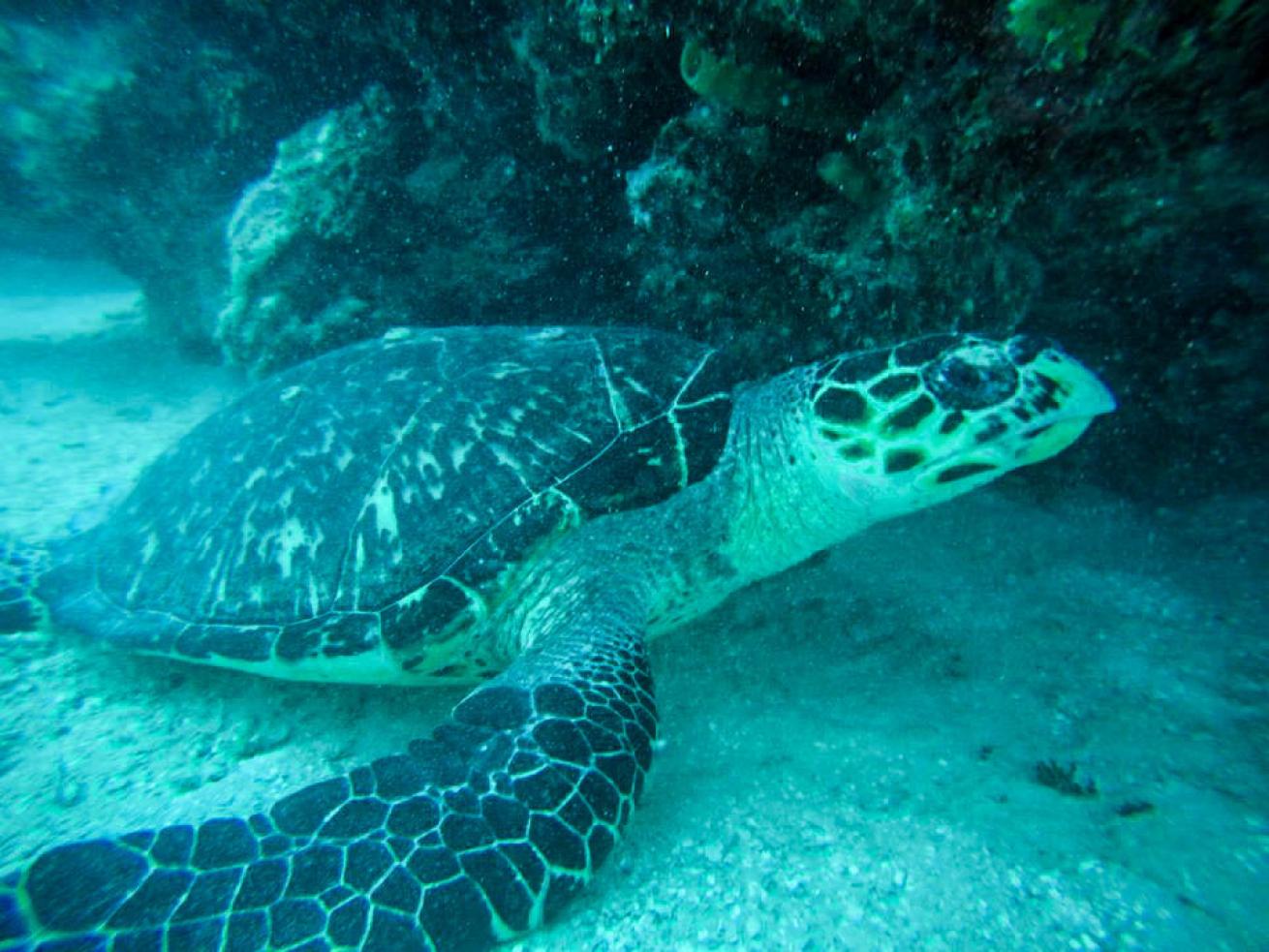 sea turtle saved by scuba diver plastic marine debris
