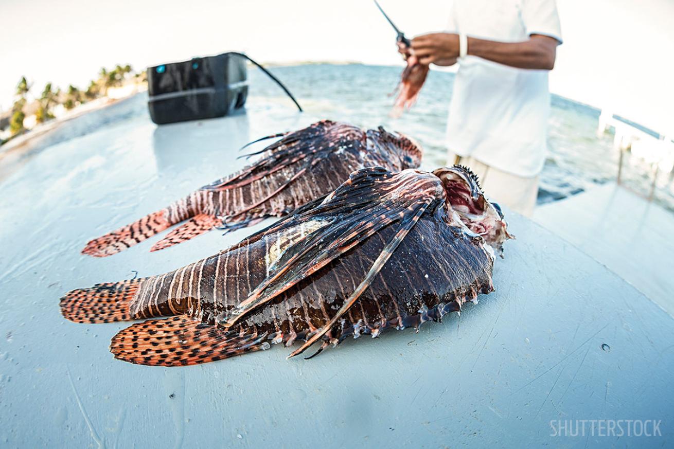 Lionfish Tacos