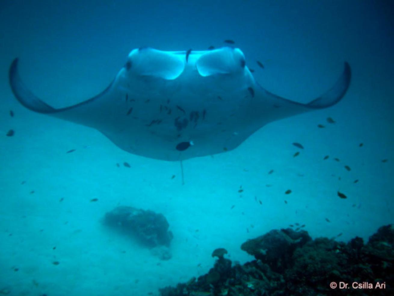 mantra rays