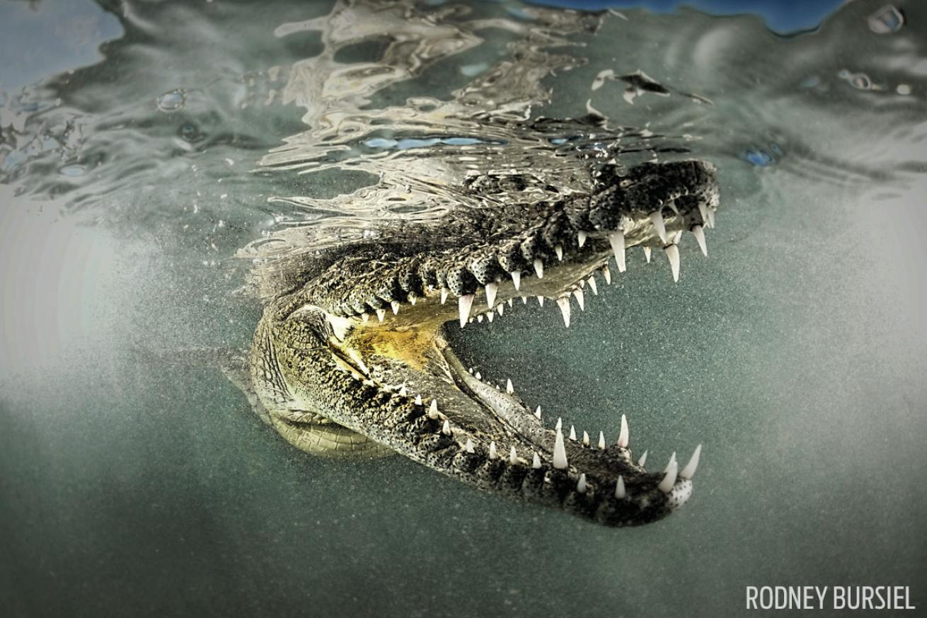 saltwater crocodile in Cuba 