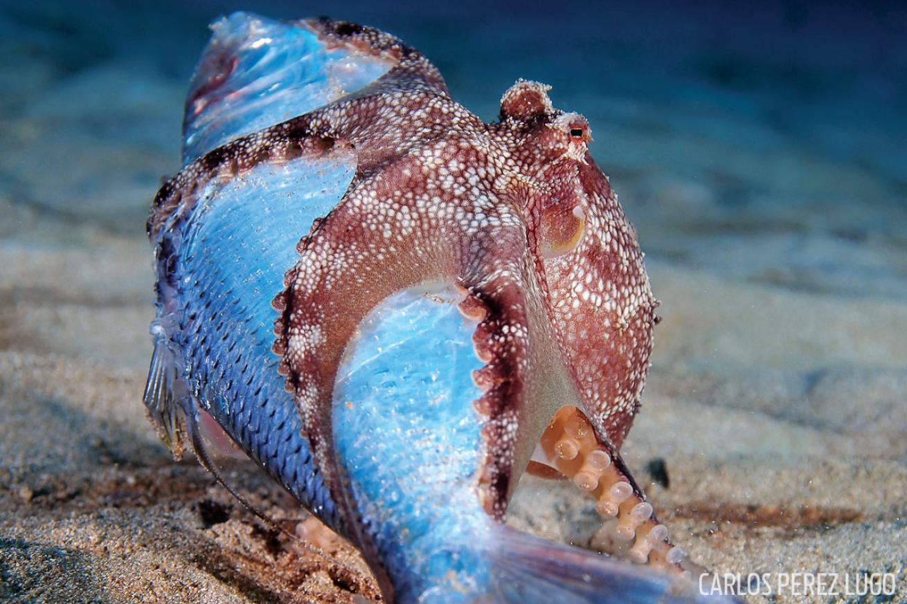 octopus eating sardine 