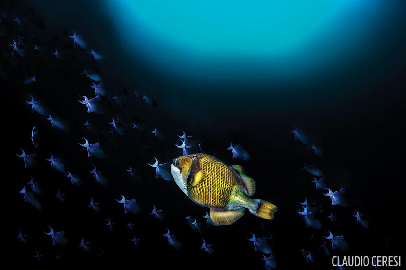 scuba diving through your lens photo contest 