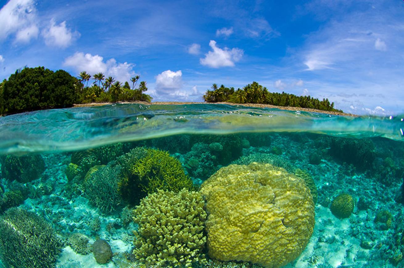 shallow coral reef
