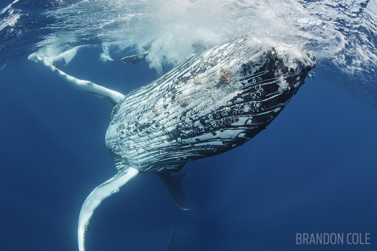 Humpback whale scuba diving underwater photography