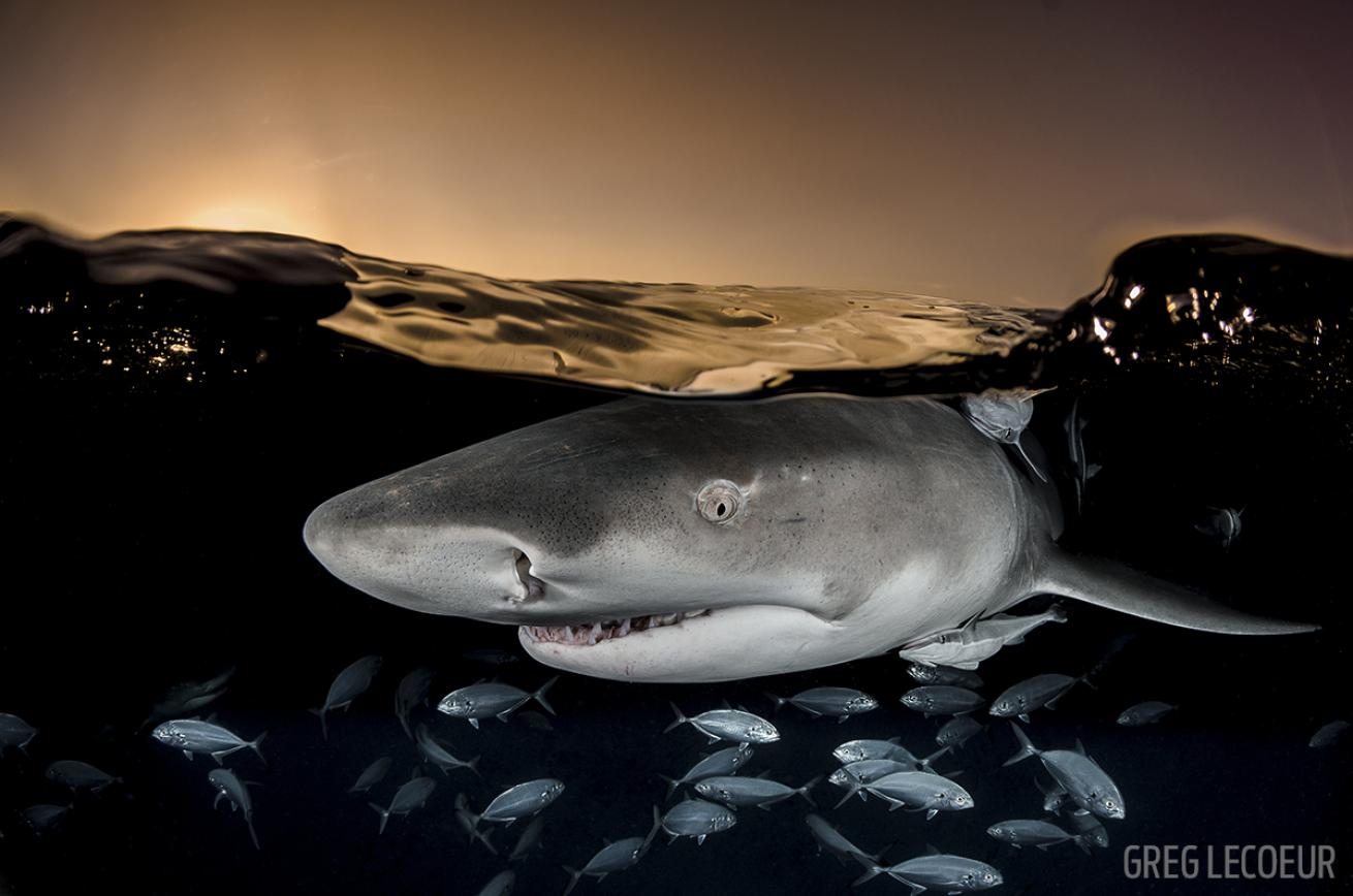 Lemon shark at Tiger Beach, Bahamas Greg Lecoeur underwater photography