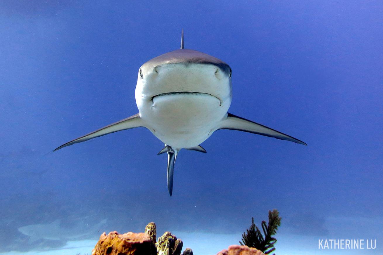 reef shark swimming in bahamas