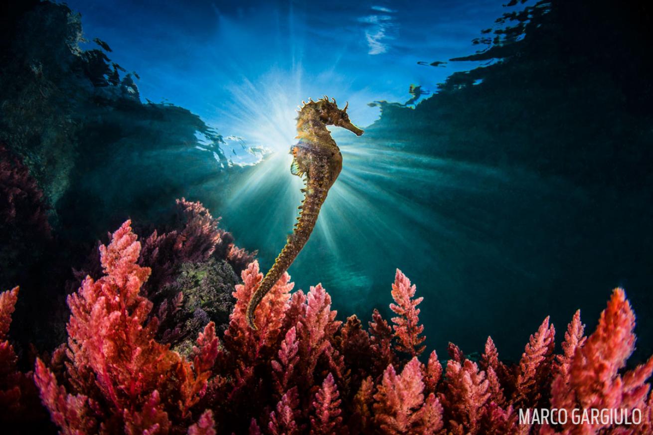 seahorse coral reef