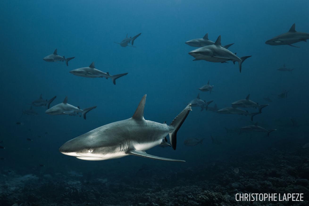 fakarava reef sharks