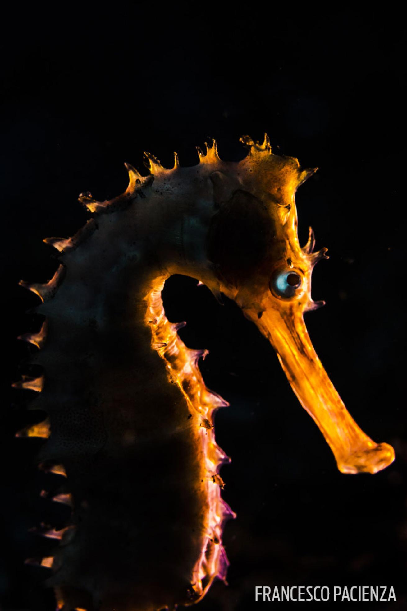 seahorse backlit