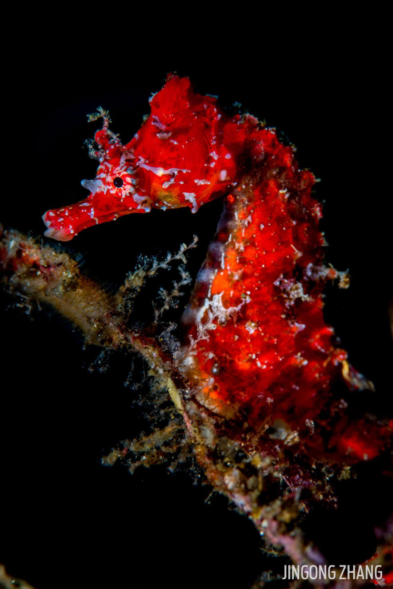 red seahorse japan