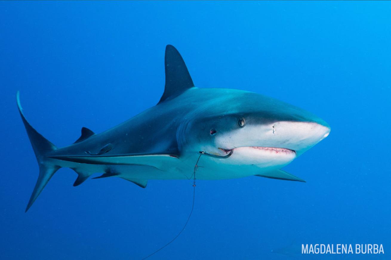 reef shark with hook in mouth
