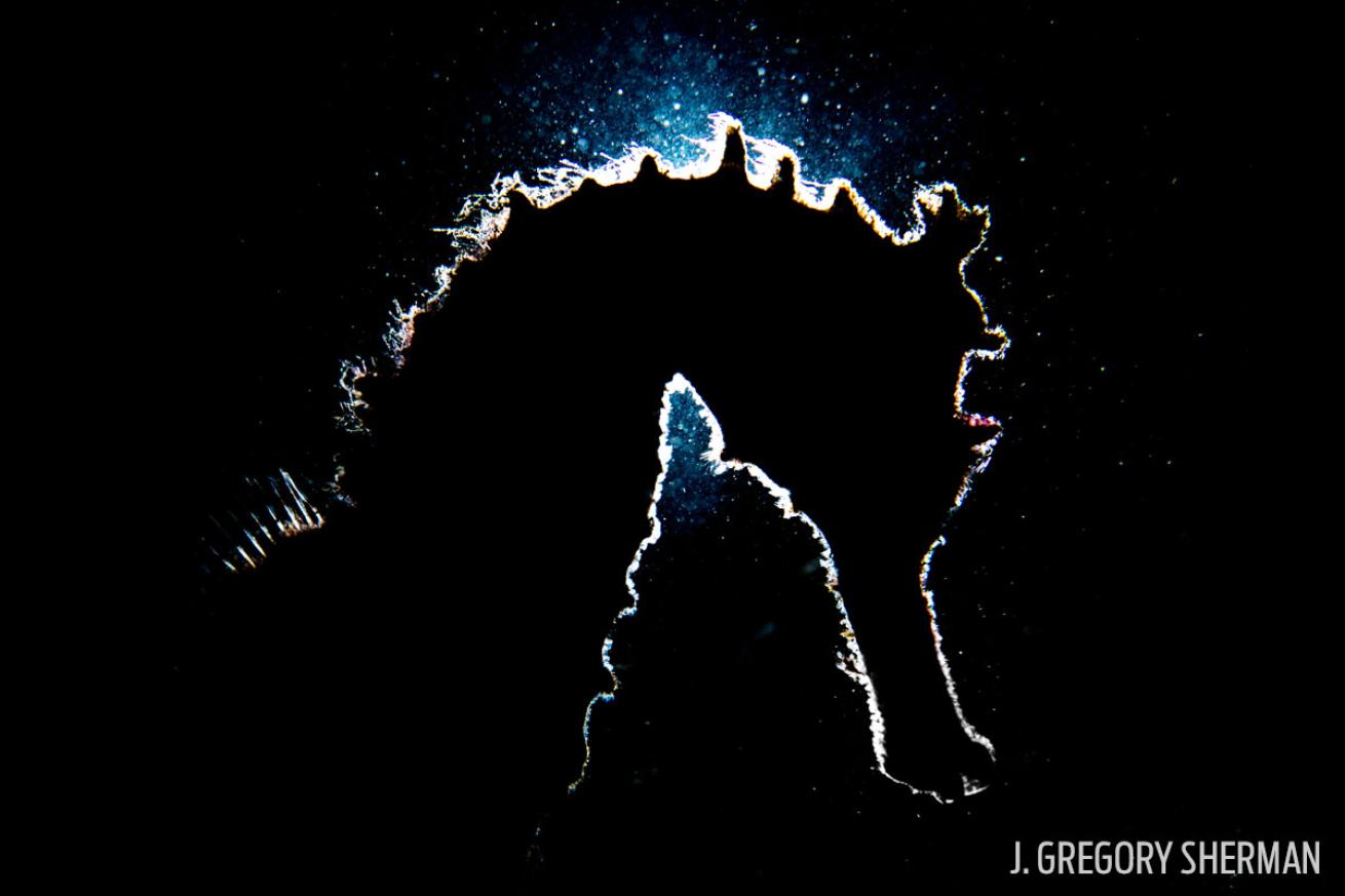 outer space seahorse