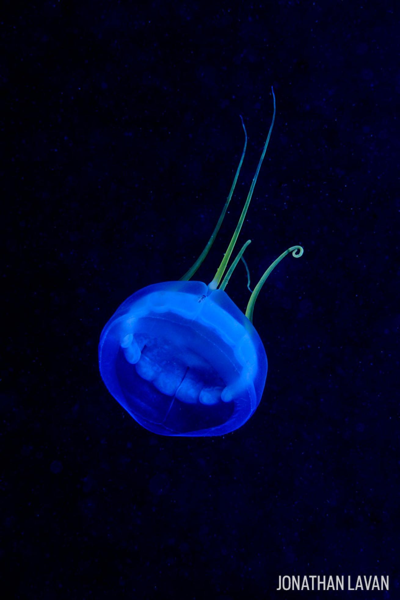 Narcomedusae sea jelly