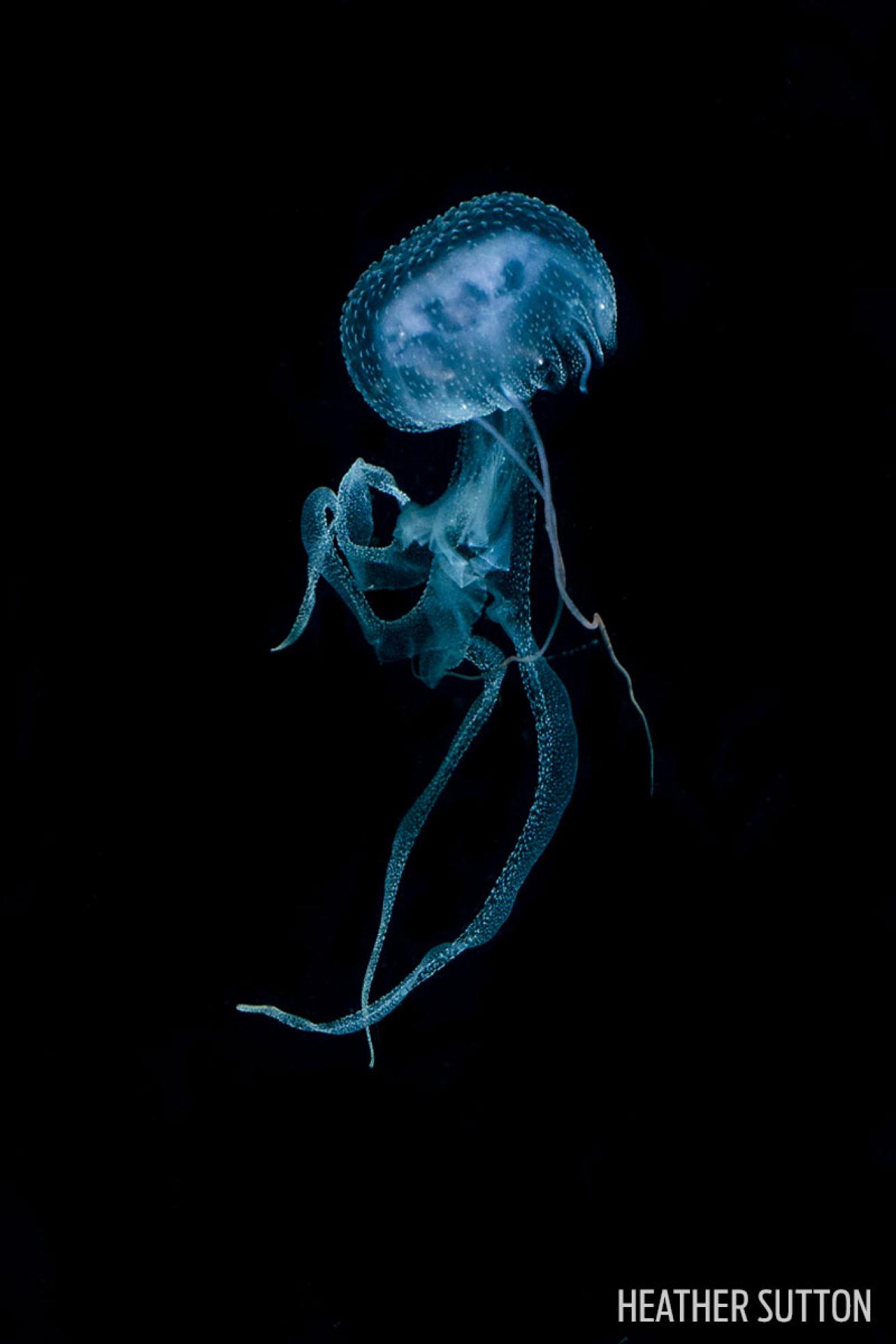 jellyfish philippines