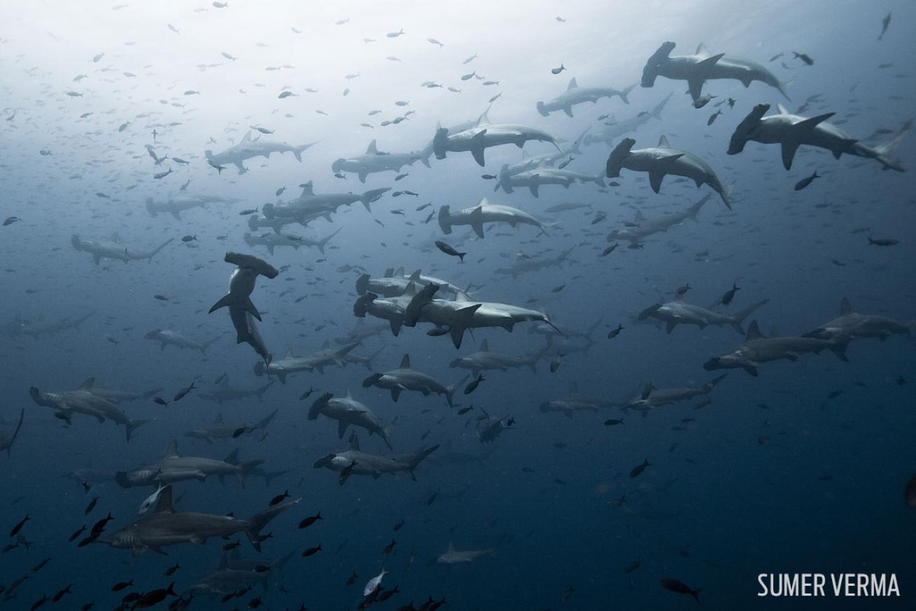 hammerhead school sharks galapagos