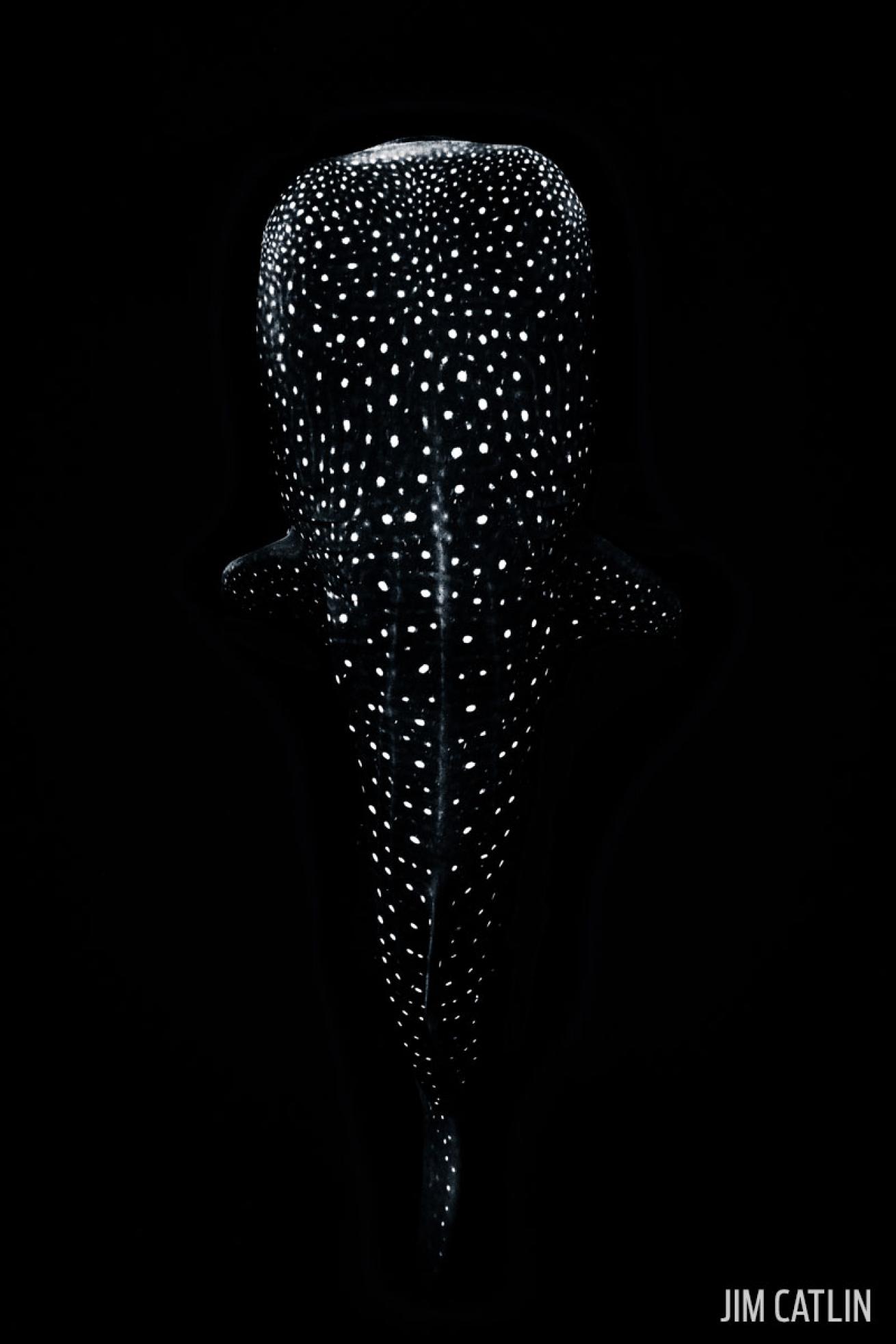 black and white whale shark