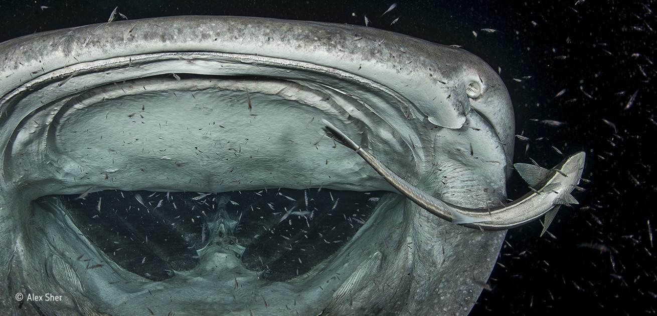 wildlife photographer of the year whale shark remora