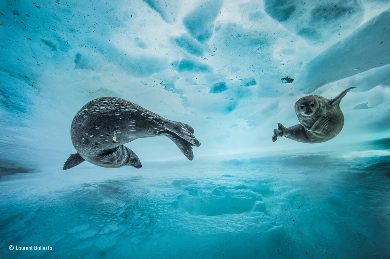weddell seals antarctica