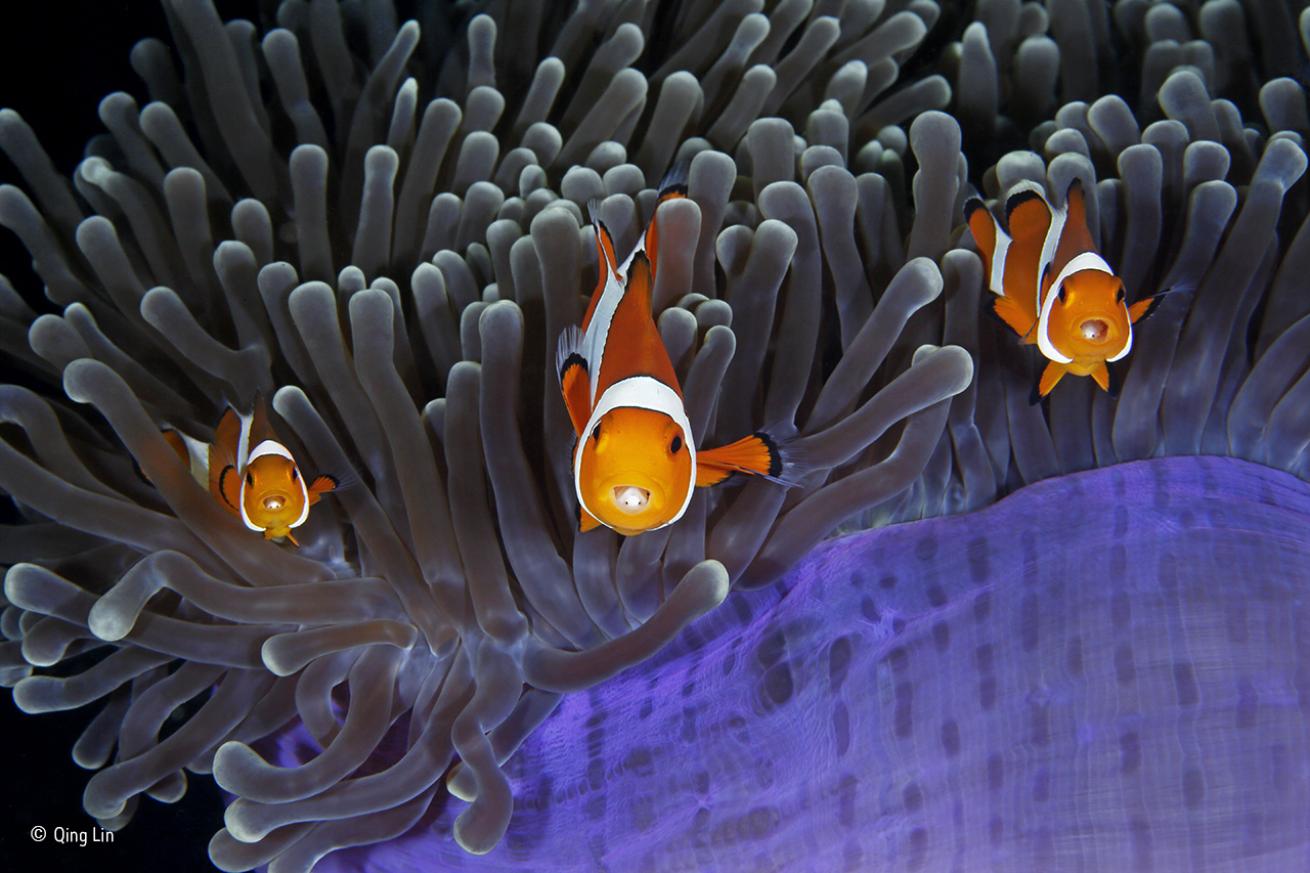 parasites anemonefish clownfish