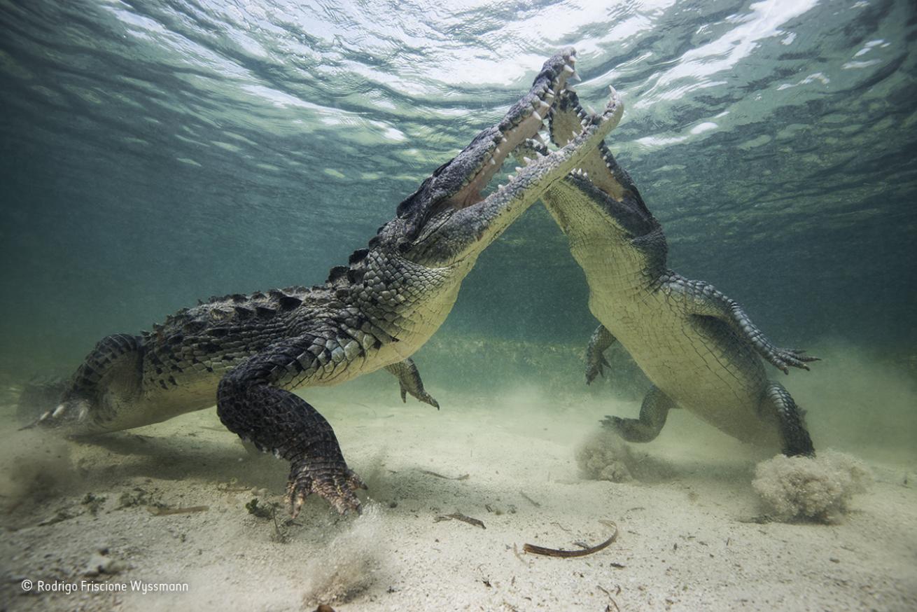 fighting crocodiles mexico