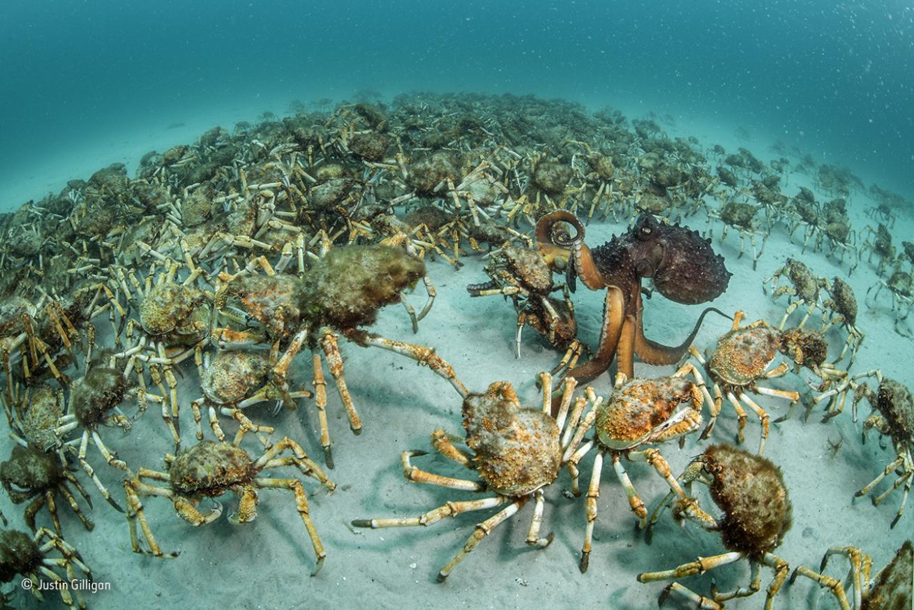 crab aggregation