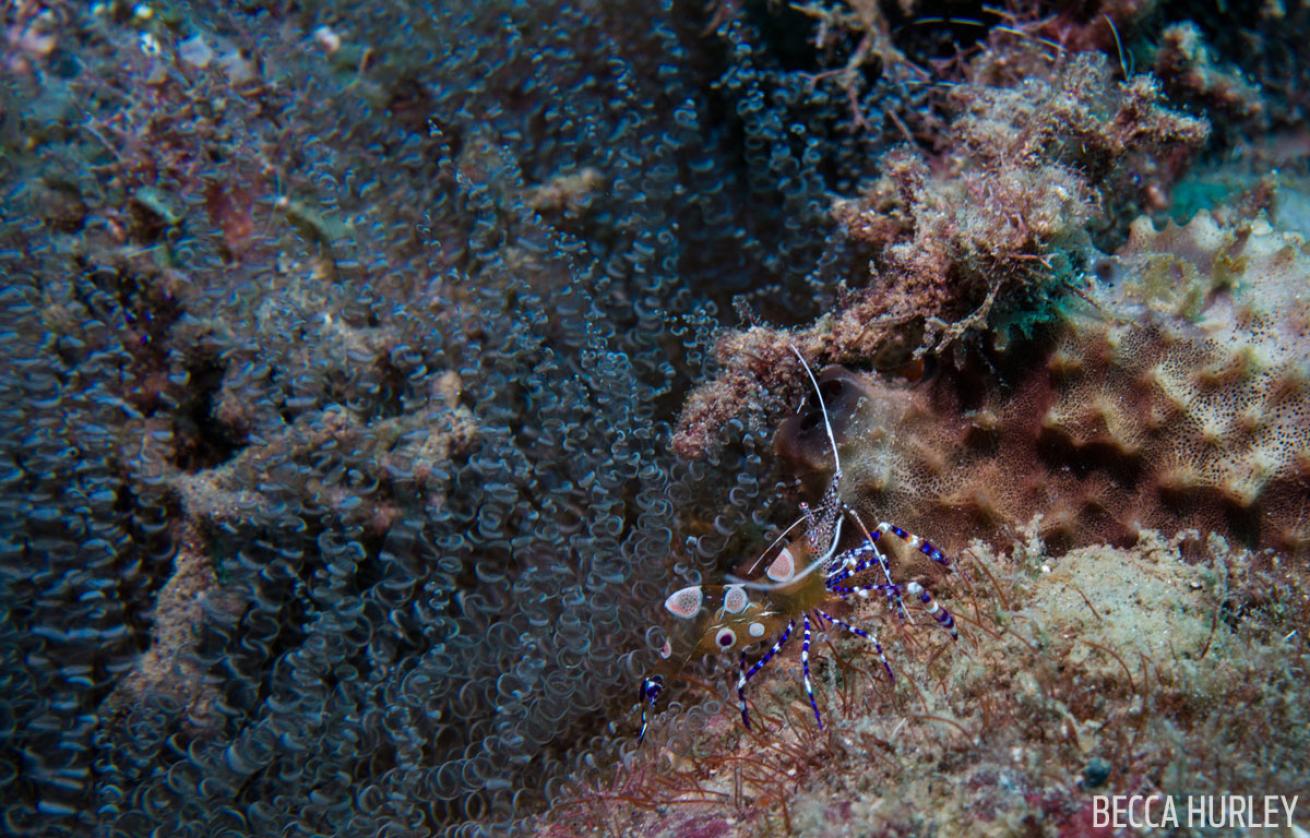 Underwater Shrimp in St. Lucia 