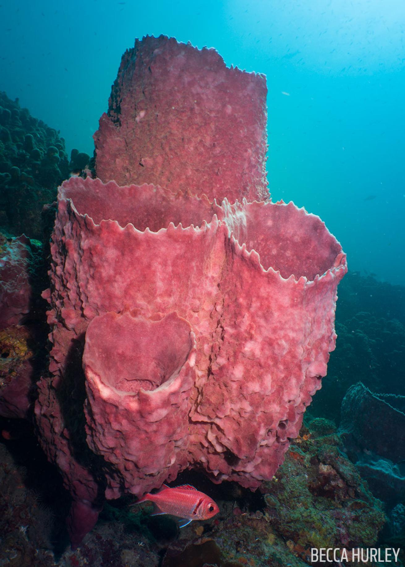 Underwater Sponge Scuba Diving St. Lucia 