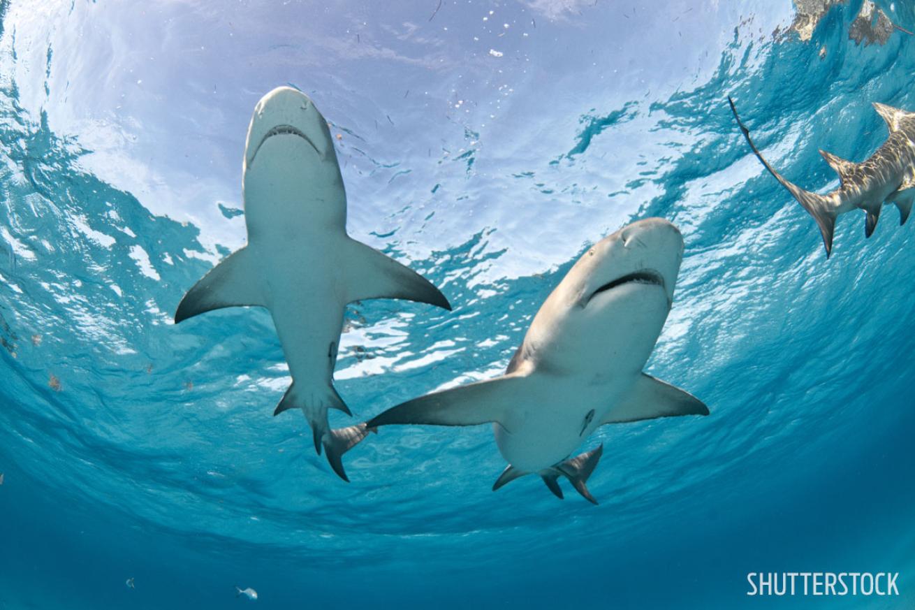 sharks encounters scuba diving