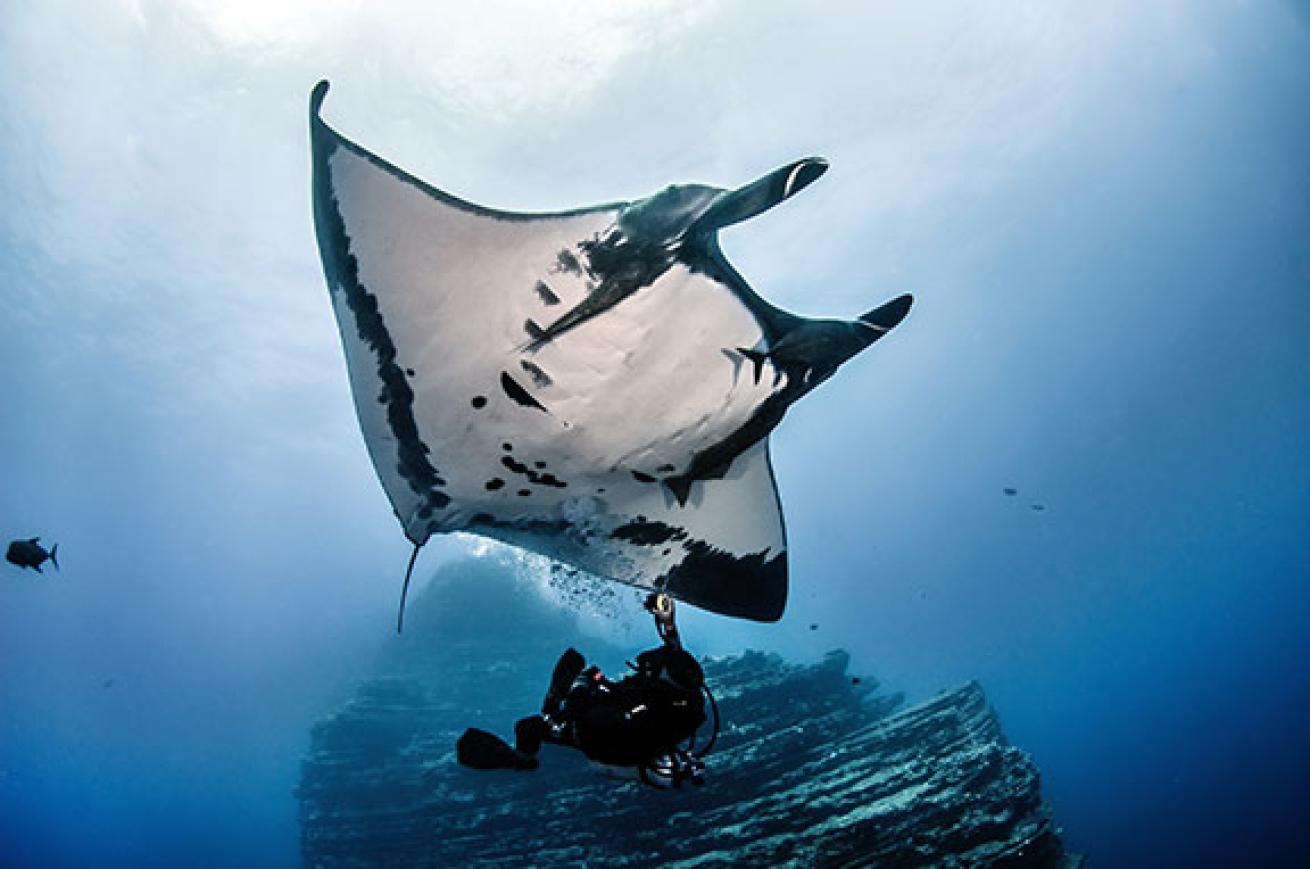 manta ray in Revillagigedos