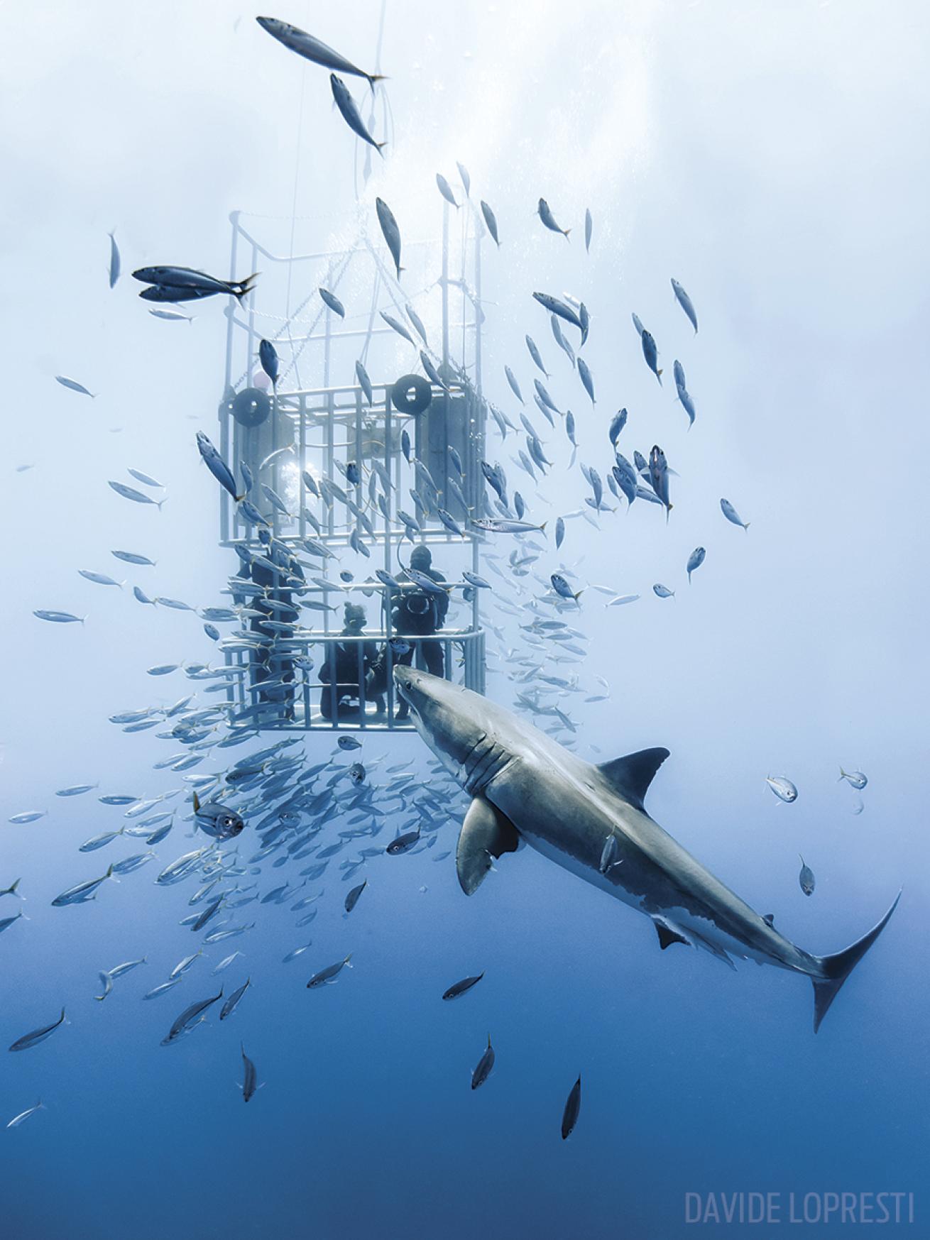 Cage diving with great white sharks in Mexico's Baja Peninsula