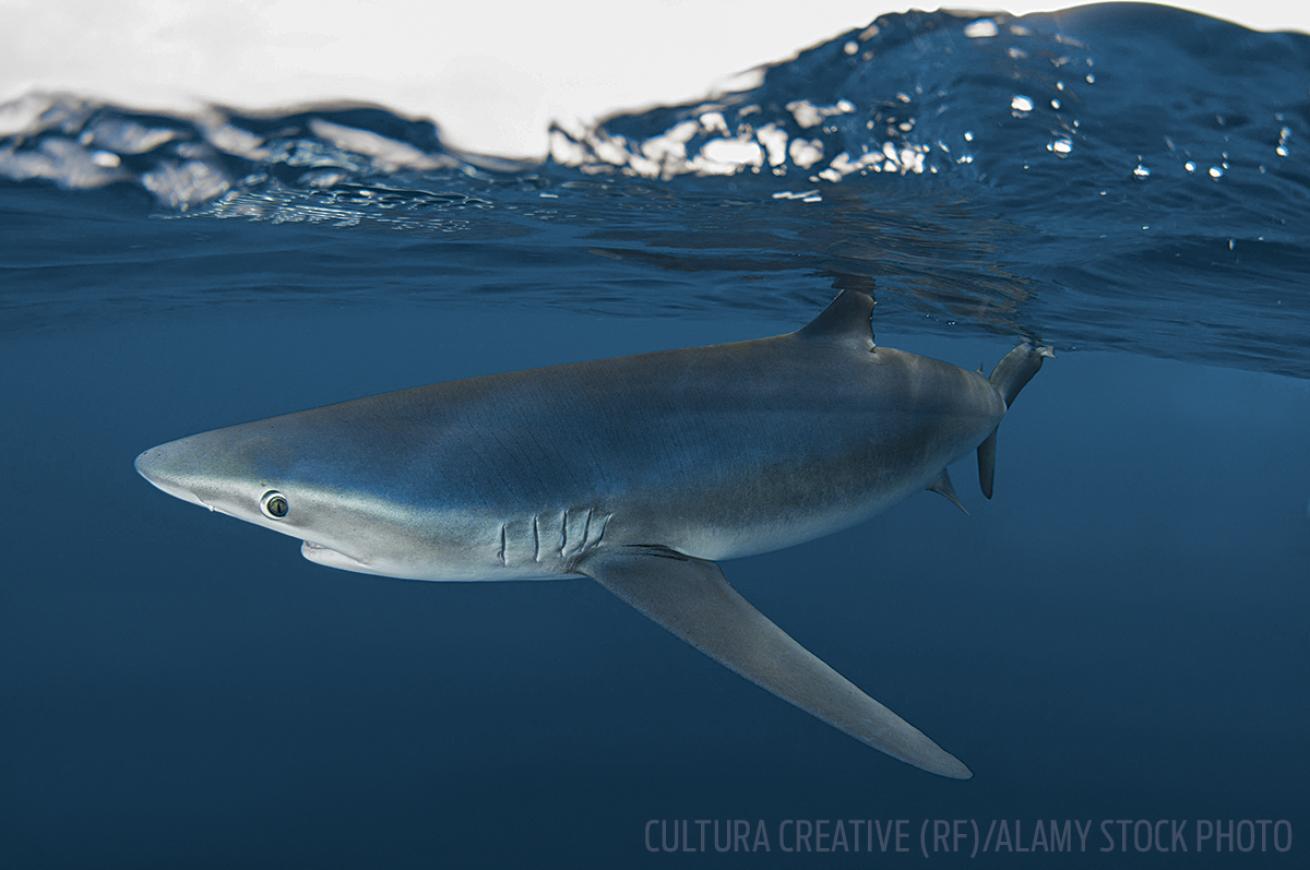 scuba diving Cabo San Lucas blue shark