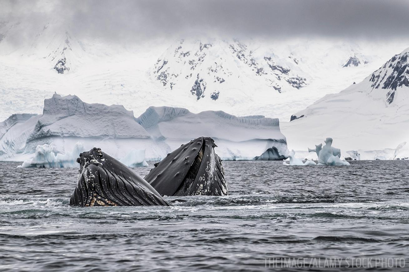 Humpbacks Antarctica