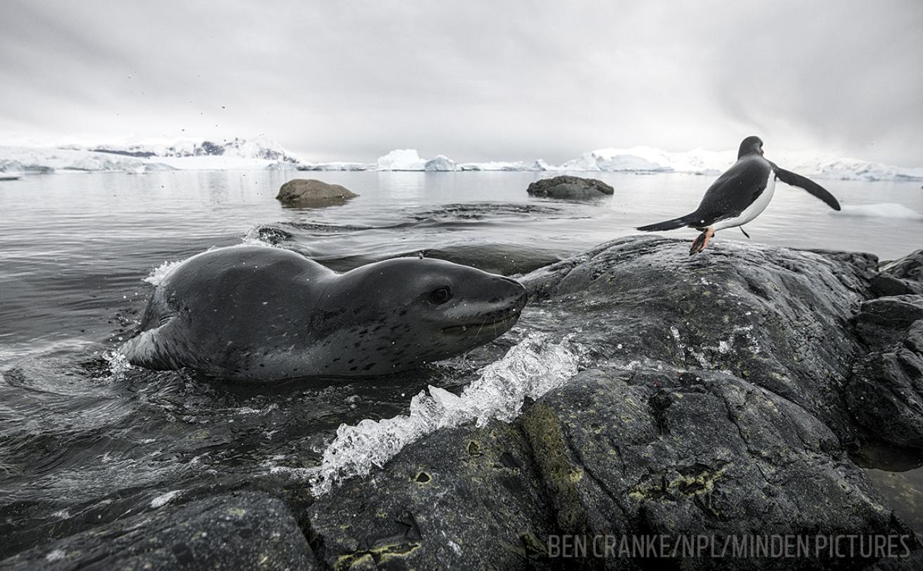 Antarctica Seals 
