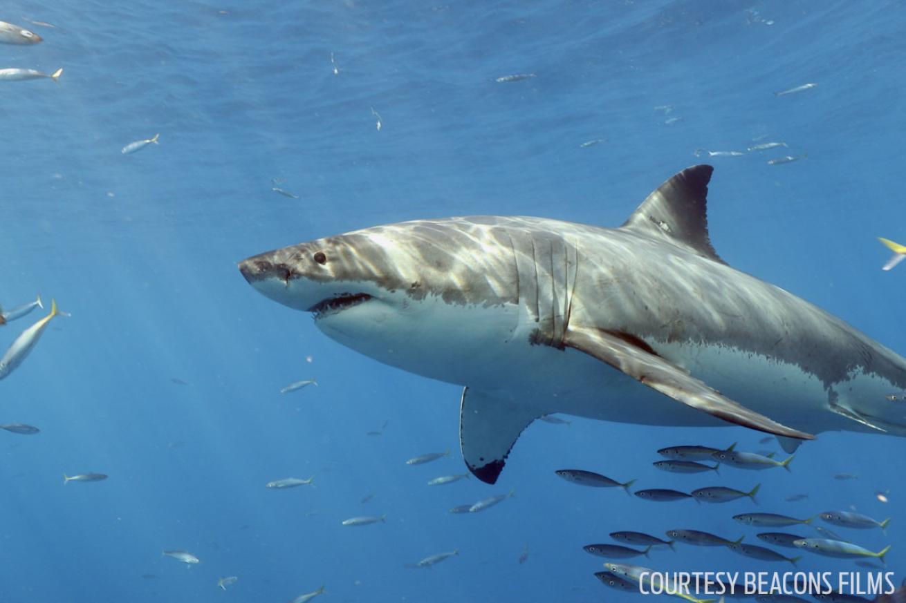 Great White Shark Guadalupe