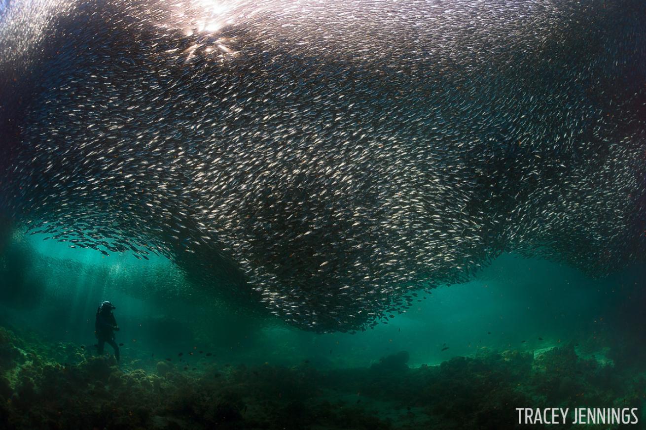 School of Fish