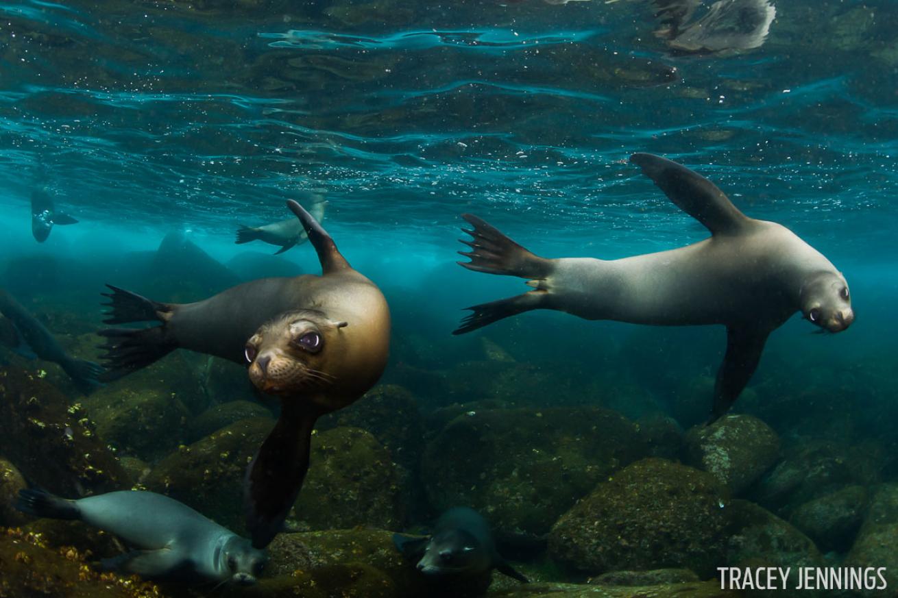 Sea Lions