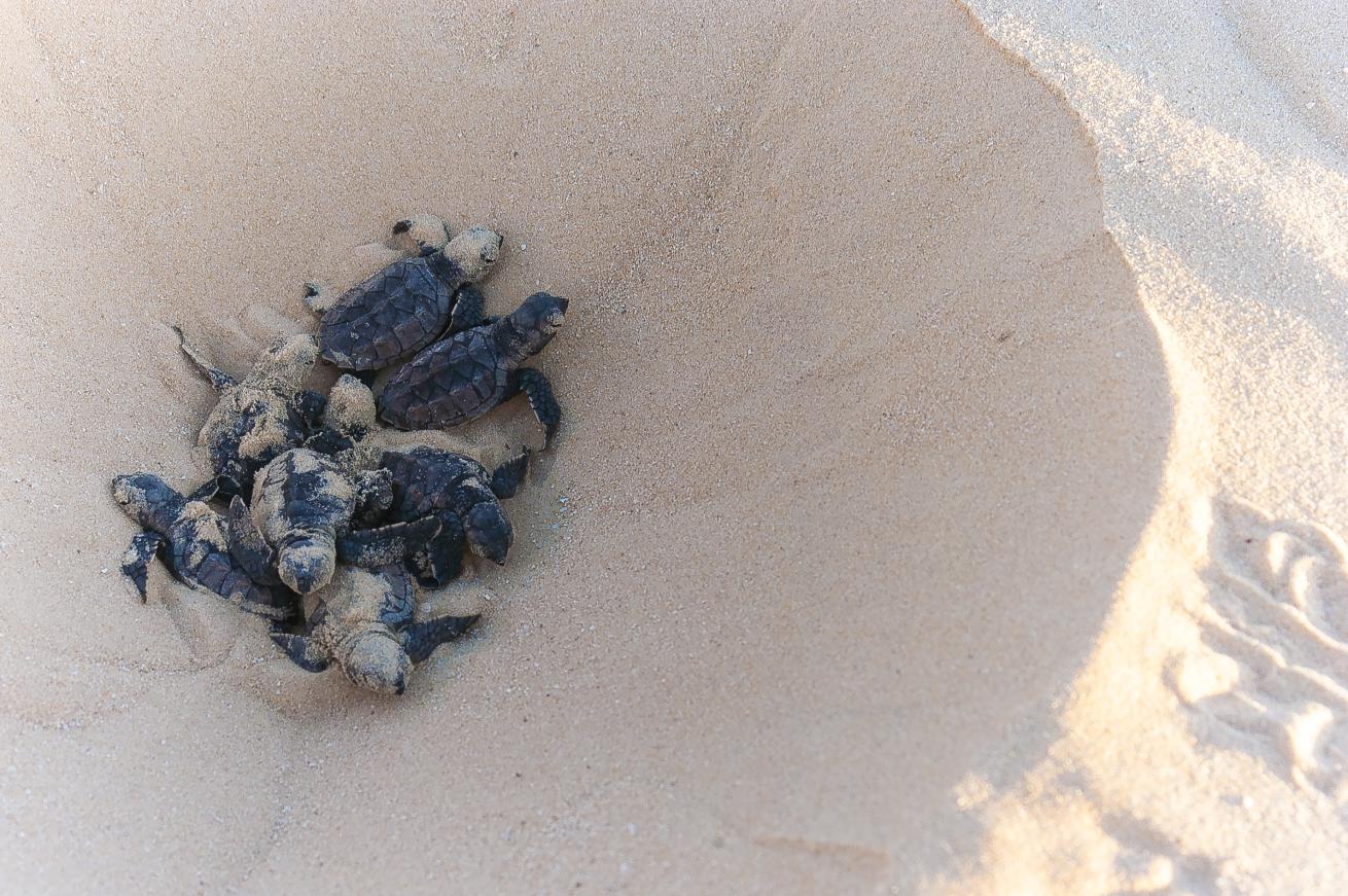 sea turtle hatchlings in nest