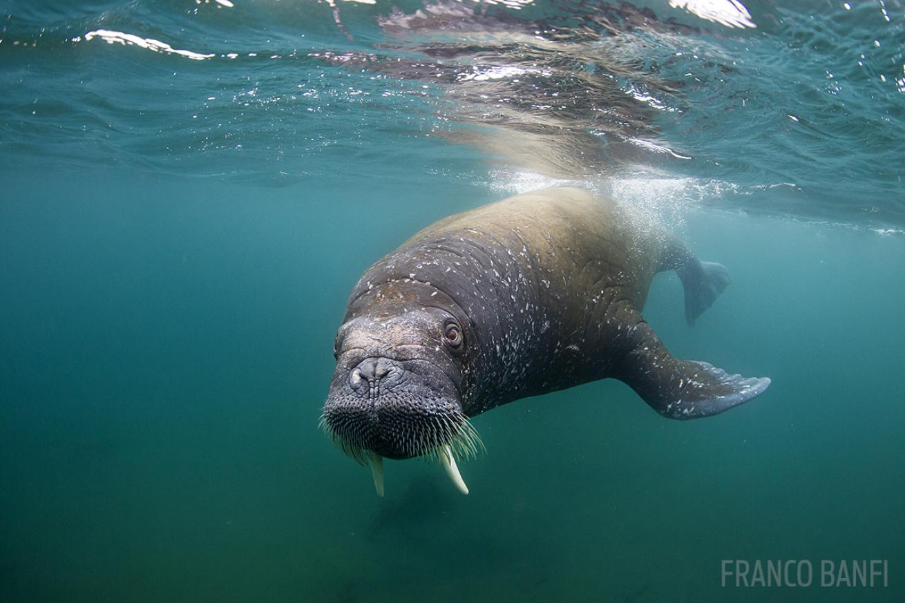 walrus interesting facts