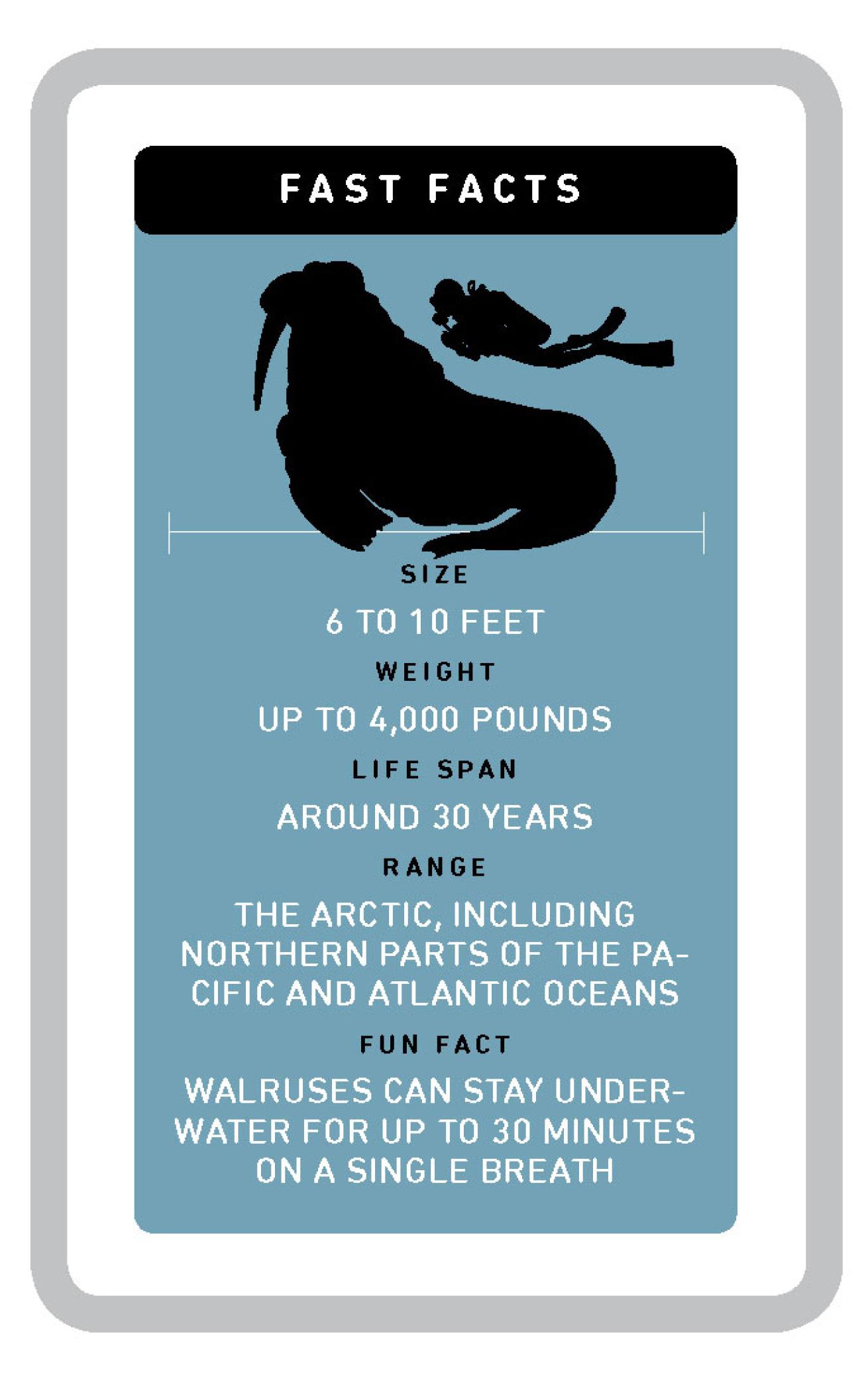 walrus facts